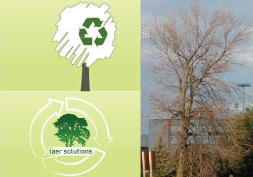 Replace your felled ash trees