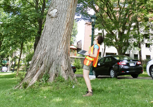 Digitalization of your tree data
