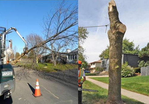 Reclaiming felled trees